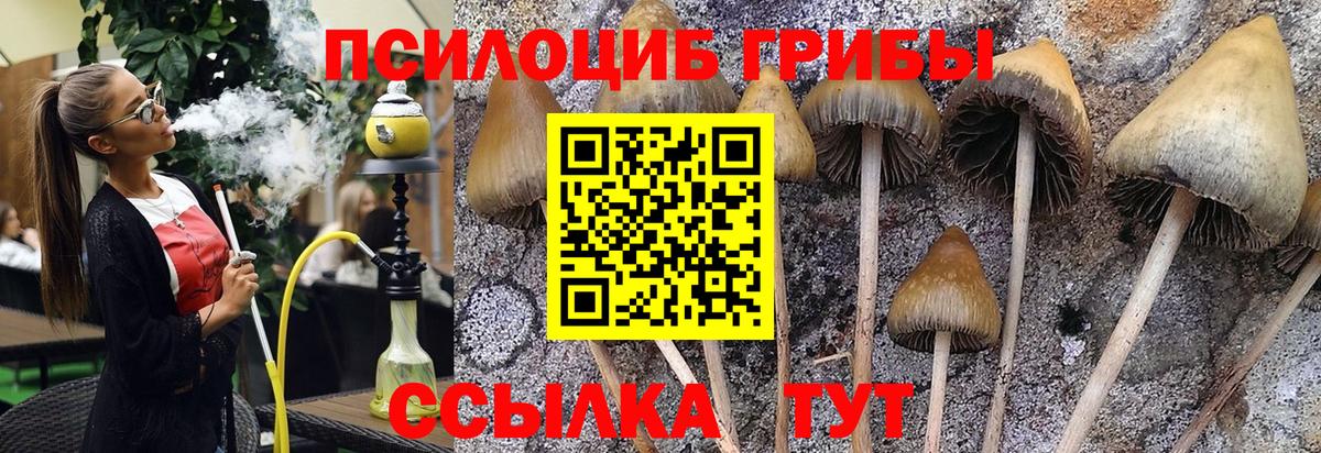 Галлюциногенные грибы Psilocybine cubensis  купить наркотики цена  Кудрово  Вход с VPN 